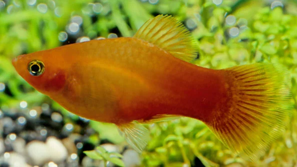 Explorando o Fascinante Mundo do Platy (Xiphophorus maculatus)