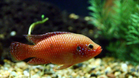 Acara-Joia-Hemichromis-bimaculatus