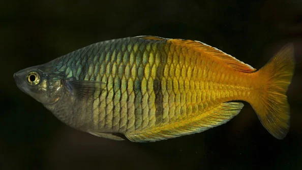 Melanotaenia Boesemani: Peixe Arco-Íris