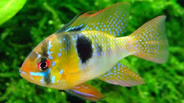 Ramirezi Comum (Mikrogeophagus ramirezi)