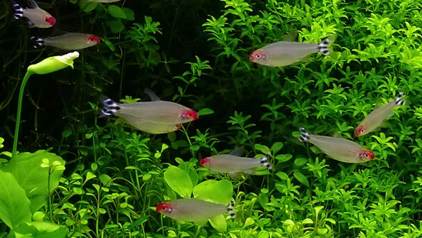 Rodóstomo (Hemigrammus rhodostomus)
