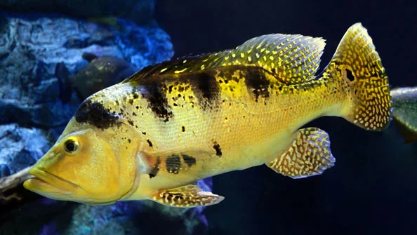Tucunaré Amarelo (Cichla kelberi)