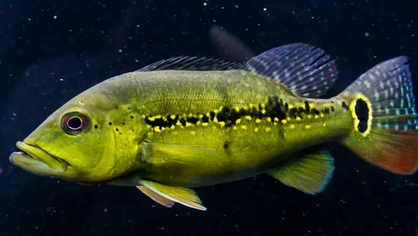 Tucunaré Melaniae (Cichla melaniae)