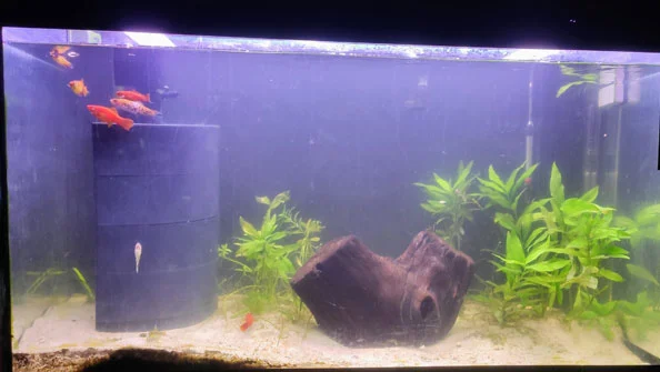 Água turva no aquário