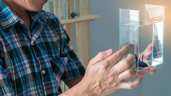 Aquário para peixe Betta