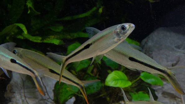 Cruzeiro do Sul: Peixe Hemiodus Gracilis