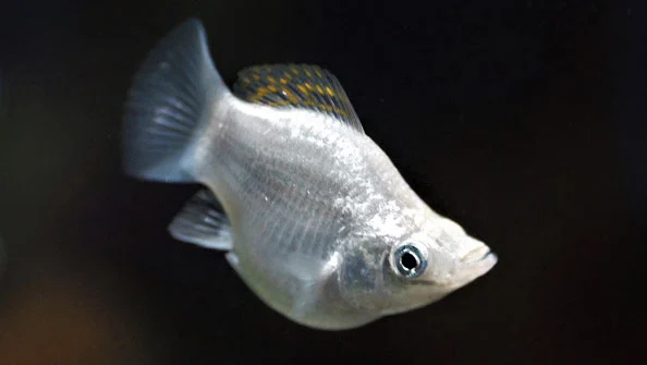 Molinésia Baláo Prata: cuidados, dicas e reprodução