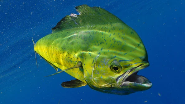 Peixe dourado curiosidades fascinantes
