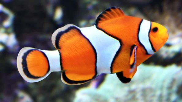 Peixe-palhaço Amphiprioninae