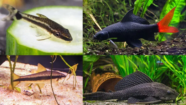 Peixes comedores de algas