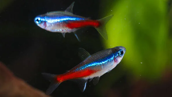 Tetra Neon: Beleza e Cuidados