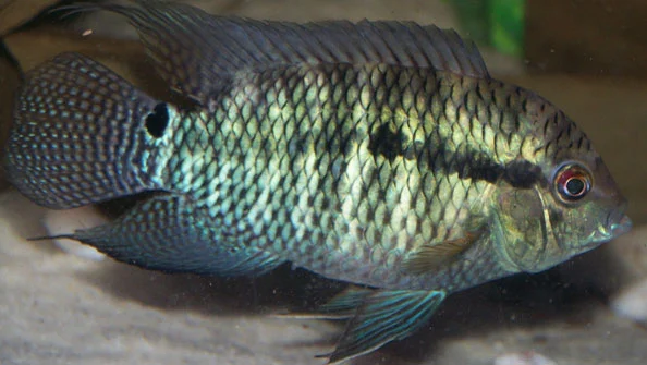 Acará Cichlasoma Paranaense