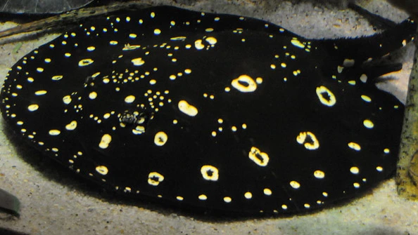 Arraia Negra Potamotrygon leopoldi