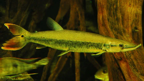 Bicuda Boulengerella cuvieri