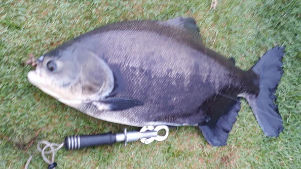 Tambacu Colossoma Piaractus