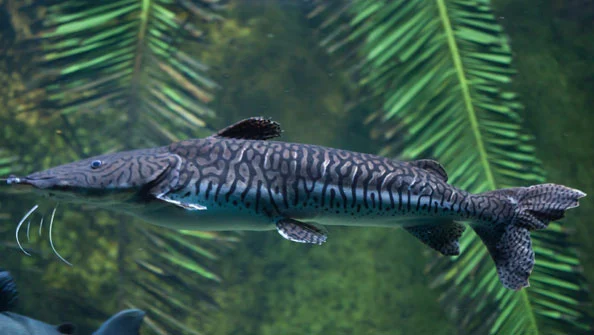 Tiger sorubim (Pseudoplatystoma tigrinum)
