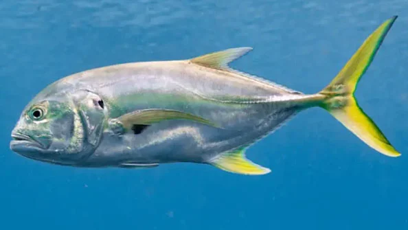 Xaréu Caranx hippos