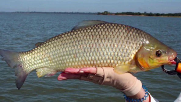 Piauçu Leporinus macrocephalus