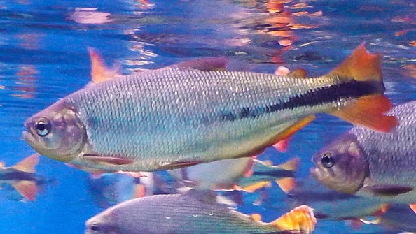 Pirapitinga Piaractus brachypomus